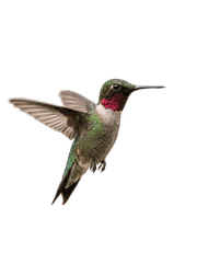 Colibrí volando