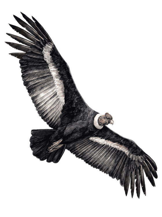 Cóndor andino sobrevolando Ecuador