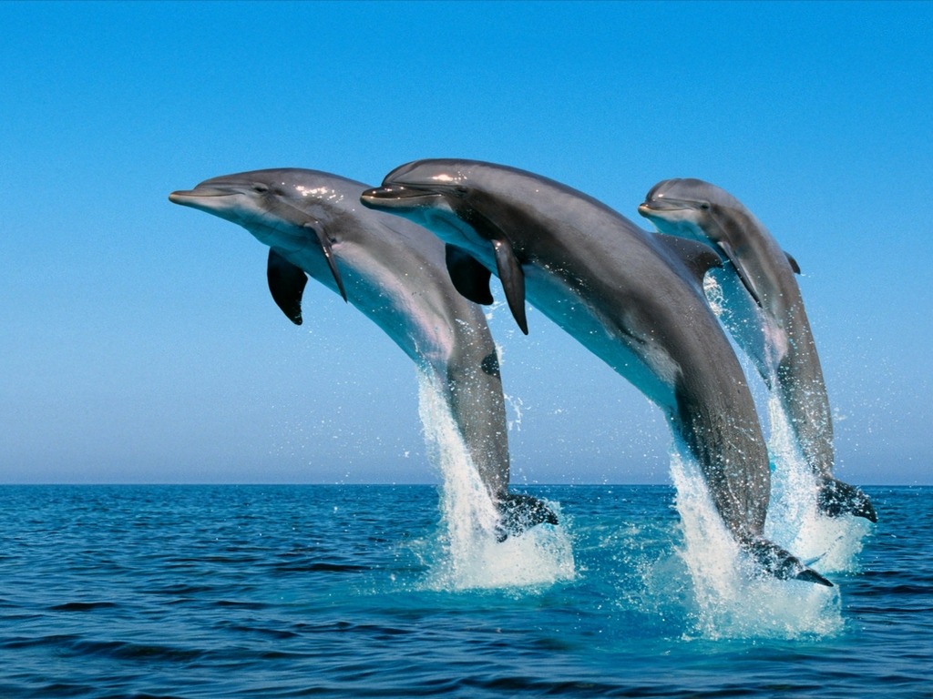 Full Day Puerto El Morro (Delfines)